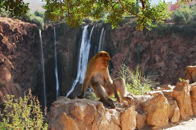 1 Day Tour from Marrakech To Ouzoud Waterfalls Small-Group - Magot Monkeys: Fun Encounters, Plus Simple Rules That Matter