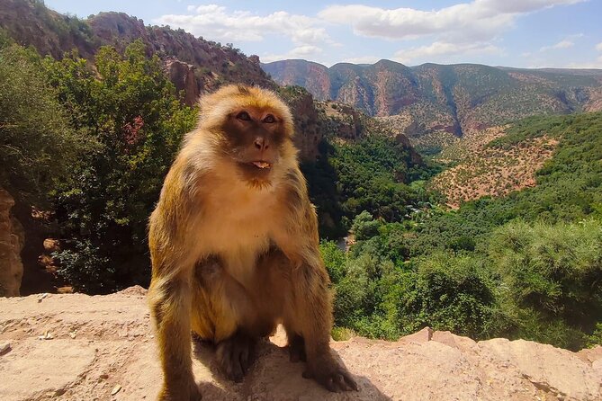 1 Day Tour from Marrakech To Ouzoud Waterfalls Small-Group - The Local Guide Question: Optional Fees, Real-Life Expectations, And Your Best Strategy