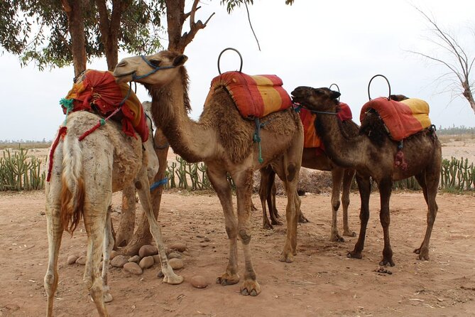 1-Hour Camel Ride and 1-Hour Quad Bike Ride in Marrakech. - Who this tour fits best (and who might want something longer)