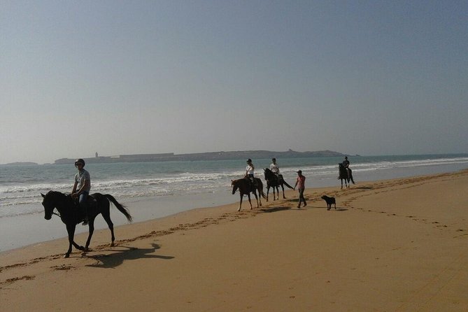 1 hour horse ride on the beach of essaouira - The 1-hour route: beach power, then forest calm