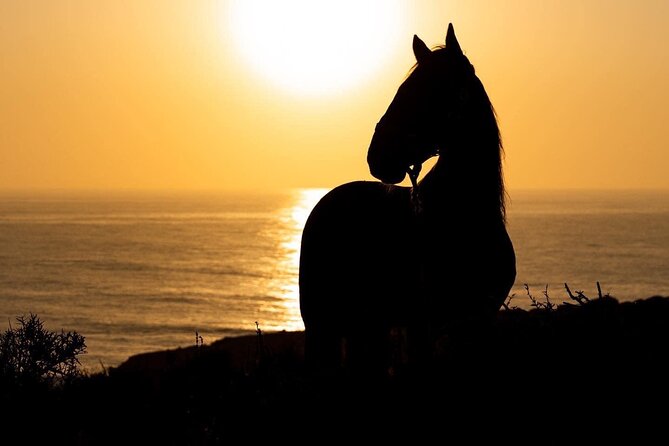 1 hour horse ride on the beach of essaouira - Comfort, dust, and hygiene: what to expect out on the sand