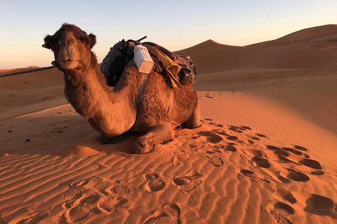 10-Day Chefchaouen to Sahara to Marrakech - Private Group - Todra Gorge, Dades Gorges, and Ouarzazate: red-rock drama on the way to Marrakech