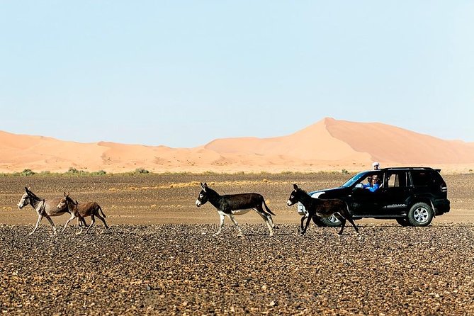 14 Days From Casablanca- Morocco Grand Tour - Fez el-Bali: medina alleys, Mellah history, tanneries, and a panoramic breather