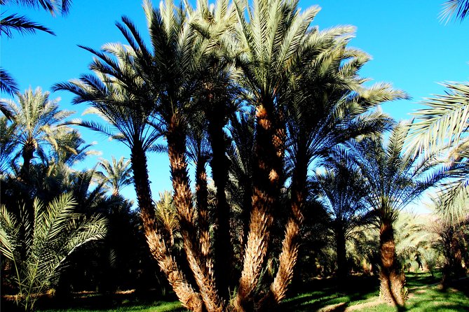 2 Days 1 Night To Zagora Desert From Marrakech - Price and Value: Is $98.72 a Smart Deal?