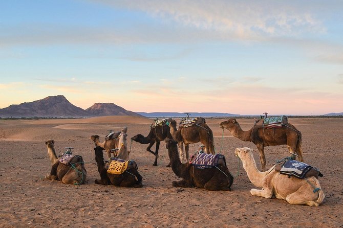2-Days Zagora desert tour from Marrakech - Transfers, Vehicle Comfort, and How the Day Flows