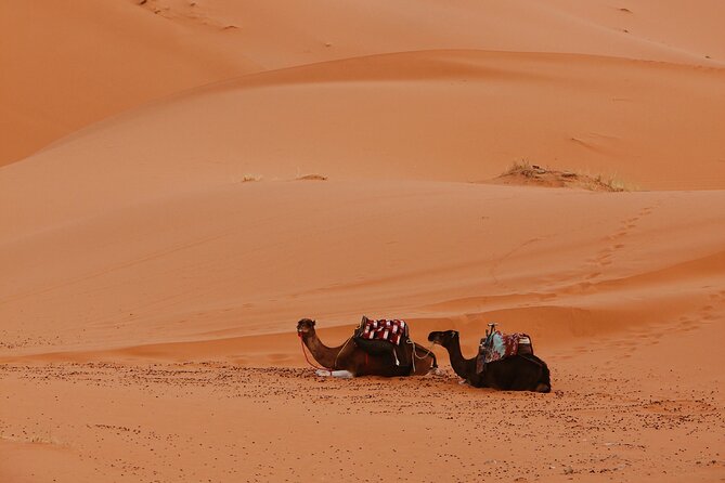3-Day Sahara Desert Adventure: A Journey Through Morocco’s Dunes - Day 2: Todra Gorge palm groves, then the canyon walk