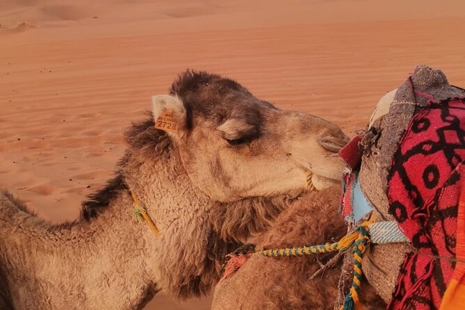 3 Days Deep Merzouga Desert Tour from Marrakech - Walk to the highest dunes and sandboarding