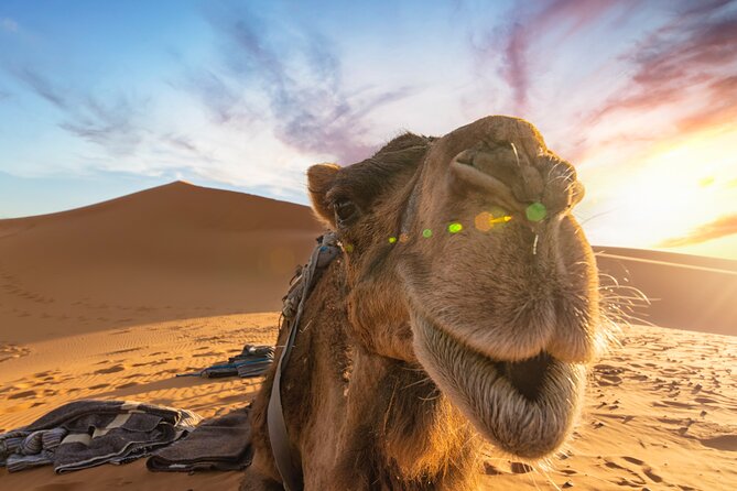 3 Days Desert Tour from Fes to Marrakech via Merzouga - Fez to Merzouga day: cedar forests to desert dunes at sunset