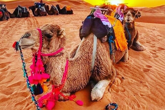 3 Days Group Tour from Marrakech to Merzouga Desert - Key things that make this tour worth your attention