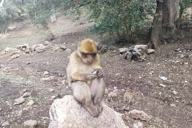 3 Days Luxury Desert Tour From Fes To Marrakech via Merzouga - Ifrane, Azrou cedar forest, and the Barbary ape moment