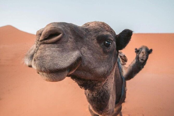 3 Days Private Tour to Merzouga from Marrakech - Dades Gorges and the Valley of Roses: Canyons, Color, and Smell