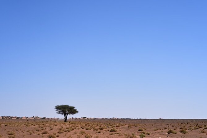 3 Days Sahara Desert Tour from Marrakech to Fes - Azrou cedar forest, Ifrane, and getting dropped in Fez