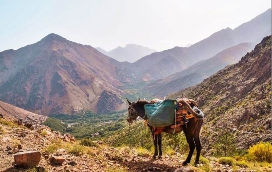 3 Days Trek Atlas Mountains Berber Villages from Marrakech - What Fitness Level This Trek Really Needs