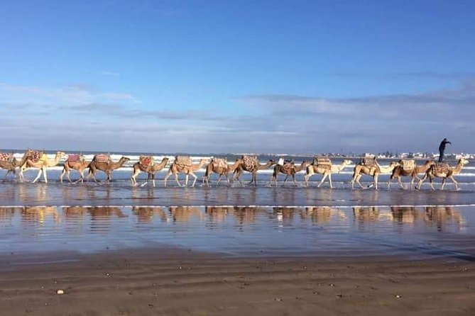 3-hour camel ride at sunset - Key things to know before you go