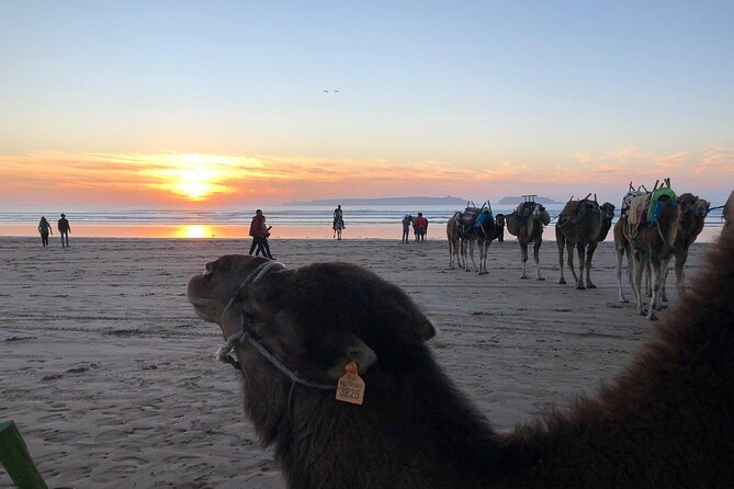 3-hour camel ride at sunset - How long it takes, and why 3 hours feels like the sweet spot