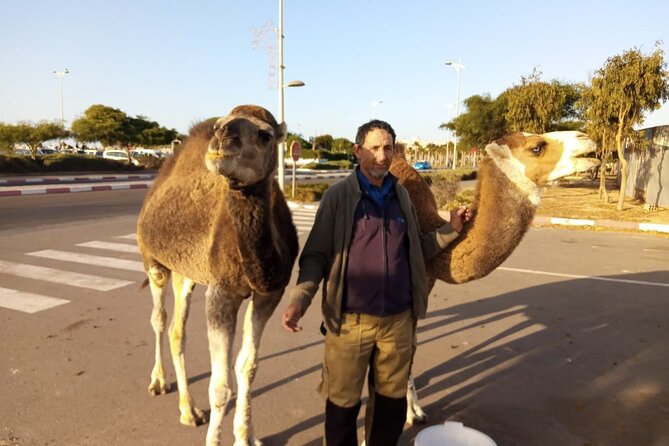 3-hour camel ride at sunset - Price and value at about $23.26 per person
