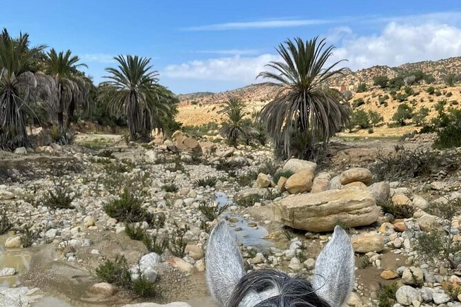 3-hour Horseback Ride Mountain and Beach Morocco - Riding the Moroccan coast, then climbing into Berber country