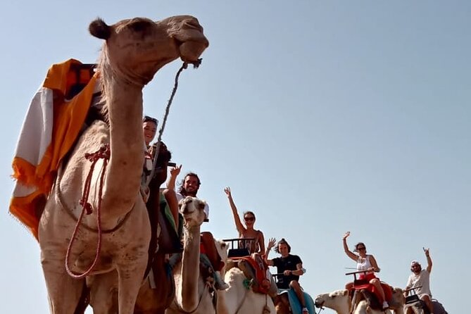 3 hours Camel Ride in Essaouira, beach and dunes - What’s included, what’s not, and how to plan your day