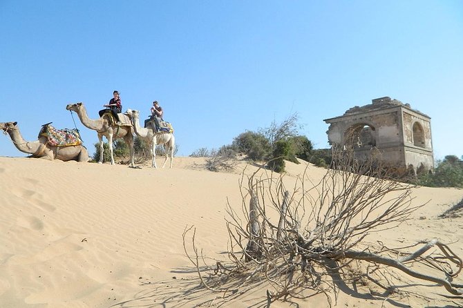 3 hours Camel Ride in Essaouira, beach and dunes - Eucalyptus and mimosa forest stop: the quiet reset you didn’t know you needed