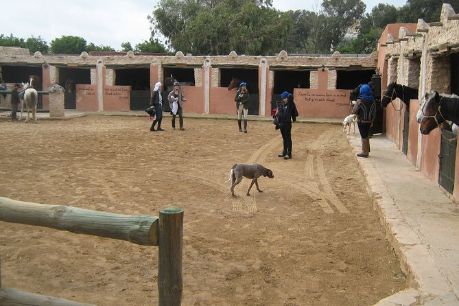 3 hours horse riding in Essaouira, beach, forest and dunes - Weather, what to wear, and practical comfort tips