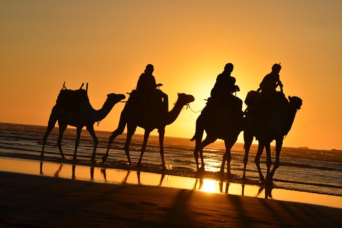 3 hours ride on camel at sunset - Eucalyptus forest tea and the picnic break you actually remember