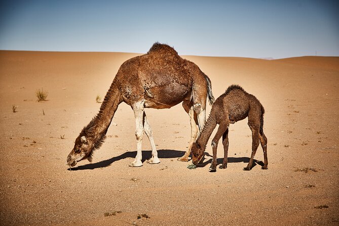 4-Day, 3-Night Marrakech to Marrakech Desert tour - Todgha Gorge: your active break before you reach the dunes