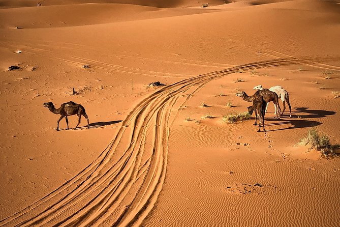 4-Day, 3-Night Marrakech to Marrakech Desert tour - Ait Benhaddou, Kasbahs, and why this place hits differently