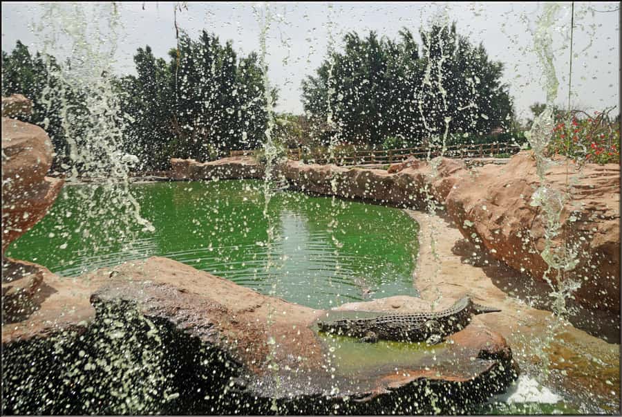 Agadir: Agadir Crocodile Park Adventure - Price and Value, Is $35 Worth Two Hours?