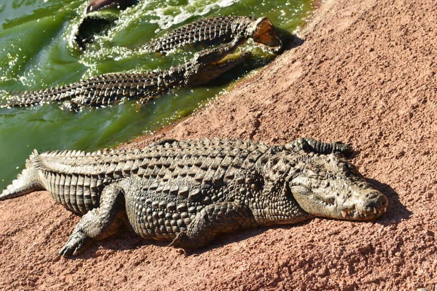 Agadir: Agadir Crocodile Park Adventure - Entering Agadir Crocodile Park, The Big Entrance That Sets the Tone