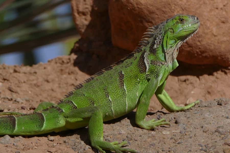 Agadir: Agadir Crocodile Park Adventure - The Crocodile Feeding Moment at 12:00