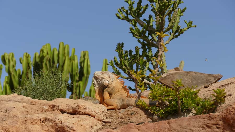 Agadir: Agadir Crocodile Park Adventure - More Than 300 Crocodiles, Snakes, Tortoises, and the Living Grounds