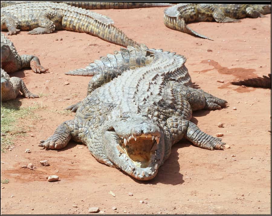 Agadir: Agadir Crocodile Park Adventure - Choosing Camel Ride or Quad-Bike, A More Adventurous Add-On