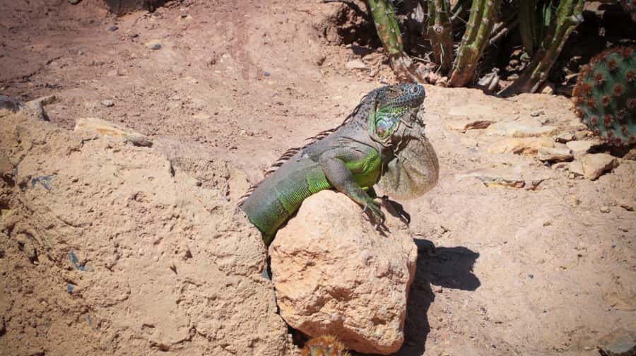 Agadir: Agadir Crocodile Park Adventure - Your 2-Hour Slot, How the Timing Really Works