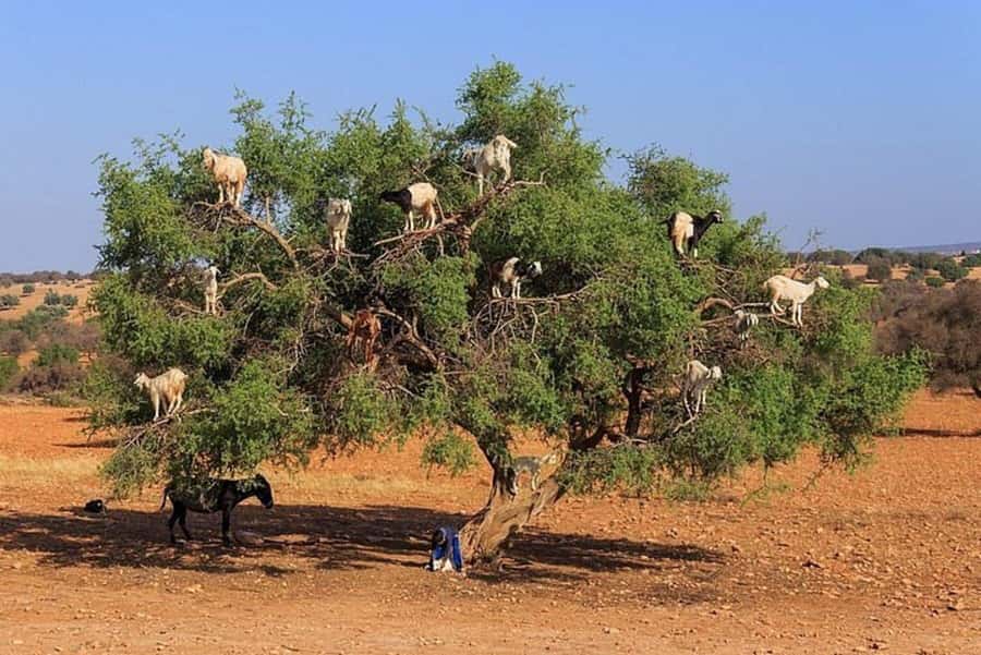 Agadir: Agafay Desert Quad Biking With Goats On The Tree - Who should book this Agadir Agafay quad and goats tour