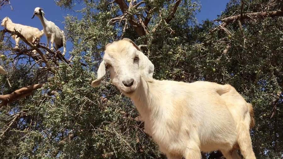 Agadir: ATV Quad Biking and Goats On Argan Trees with Tea - Key highlights worth planning for