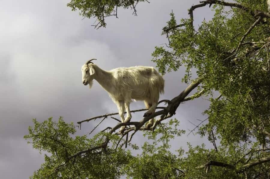 Agadir: ATV Quad Biking and Goats On Argan Trees with Tea - ATV riding for 2 hours: terrain, dust, and confidence levels