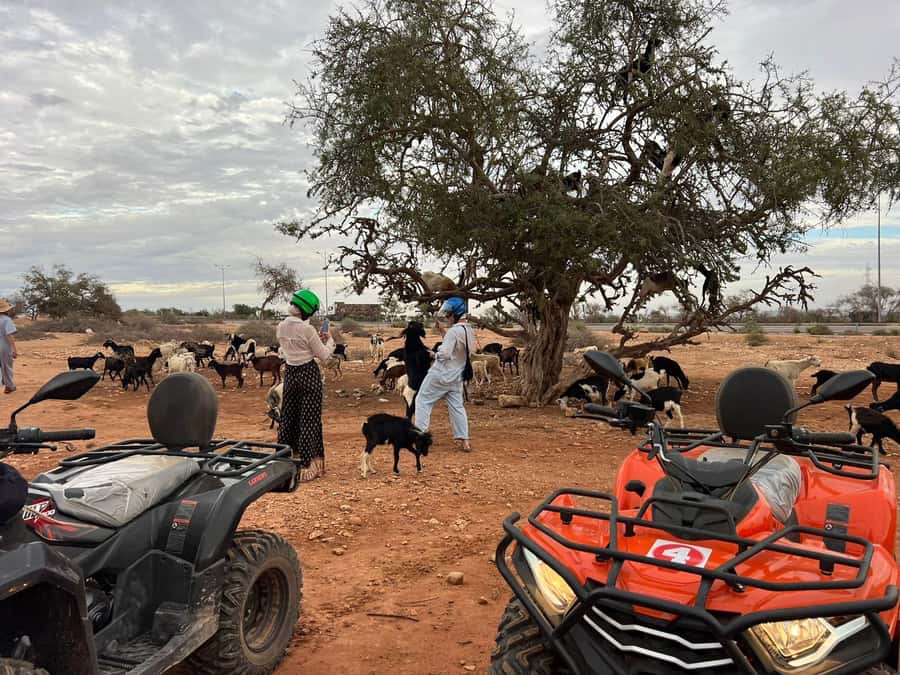 Agadir: ATV Quad Biking and Goats On Argan Trees with Tea - Group size, photo help, and how the day stays organized