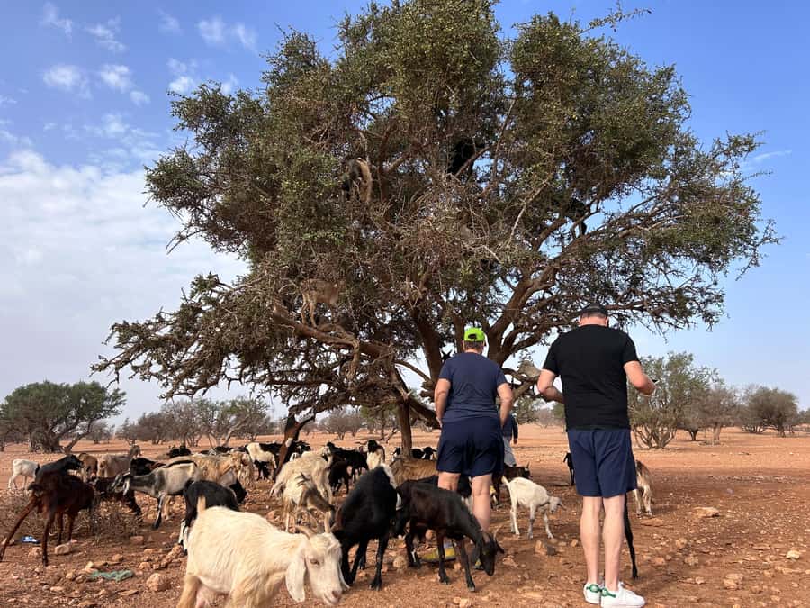 Agadir: Cable Car, Crocopark, and Goats on Trees Tour - Key points to know before you go