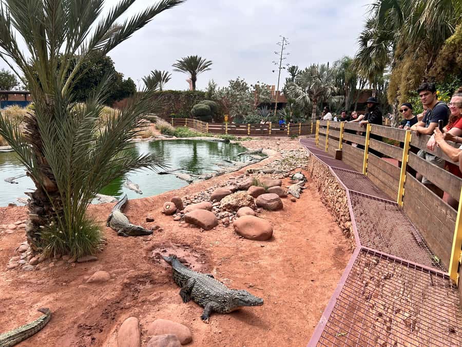 Agadir: Cable Car, Crocopark, and Goats on Trees Tour - Goats on argan trees: why this stop is fun, and what to budget for