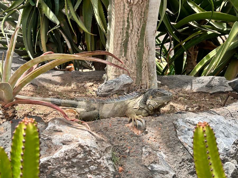 Agadir: Cable Car, Crocopark, and Goats on Trees Tour - Crocoparc Agadir: Nile crocodiles plus a landscaped garden feel