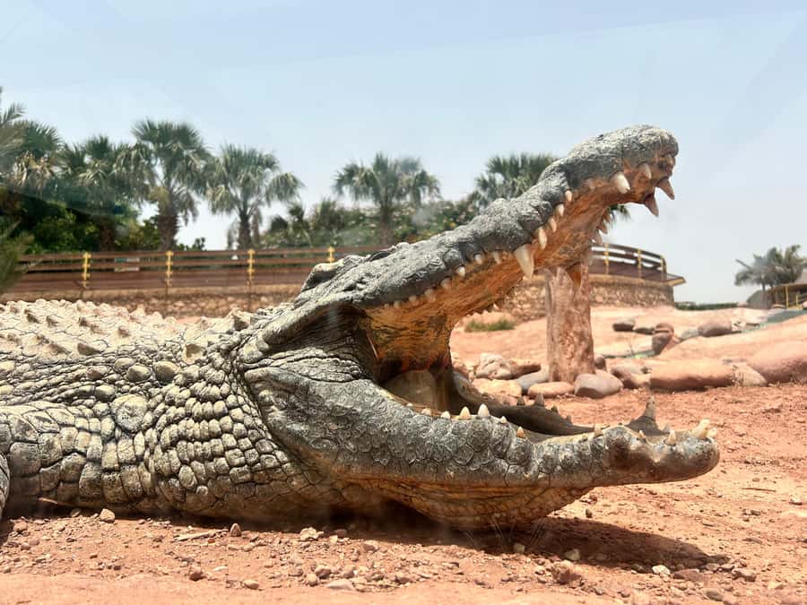 Agadir: Cable Car, Crocopark, and Goats on Trees Tour - Practical tips: what to pack and what to watch out for