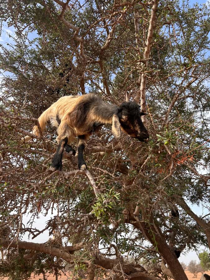 Agadir: Cable Car, Crocopark, and Goats on Trees Tour - Pickup, jeep rides, and how the 5 hours really feel