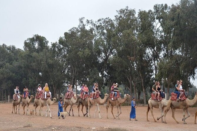 Agadir Camel Ride Experience - Back at the Ranch: Mint Tea, Moroccan Cakes, and Snacks