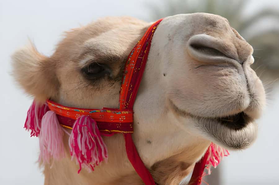 Agadir: Camel Ride Experience With Dinner Option - Hotel pickup to the ranch near King’s Palace