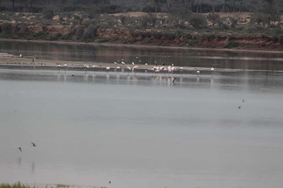 Agadir Camel Ride Flamingo River & BBQ Dinner - Agadir Camel Ride to Oued Souss Flamingo River