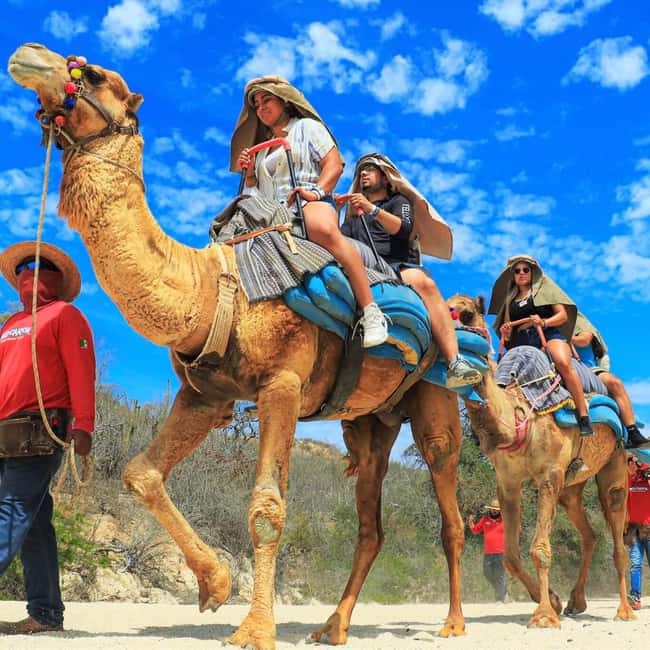 Agadir: Camel Ride With Tea & BBQ Dinner Option - Key Highlights You Should Care About