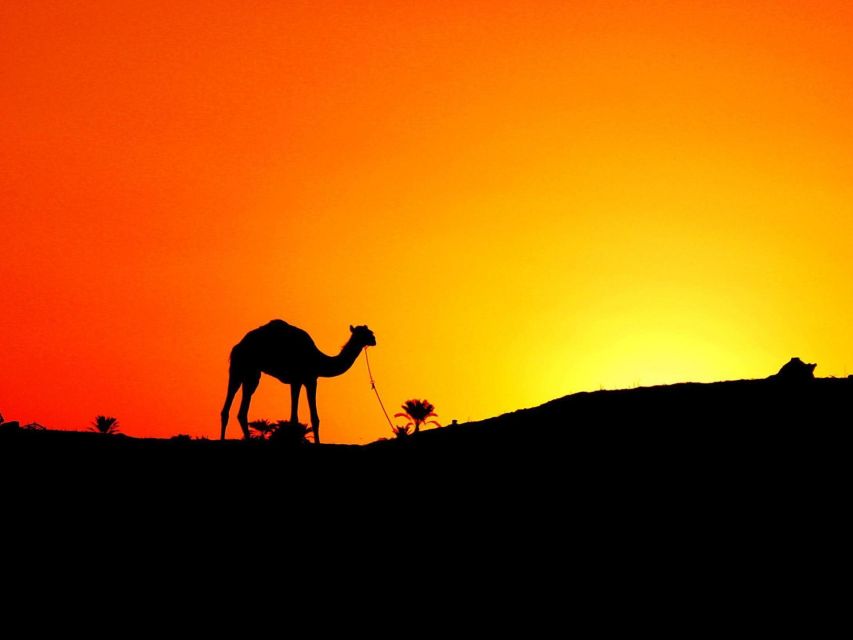 Agadir: Camel Ride With Tea & BBQ Dinner Option - After the Ride: Moroccan Mint Tea and a Proper Reset