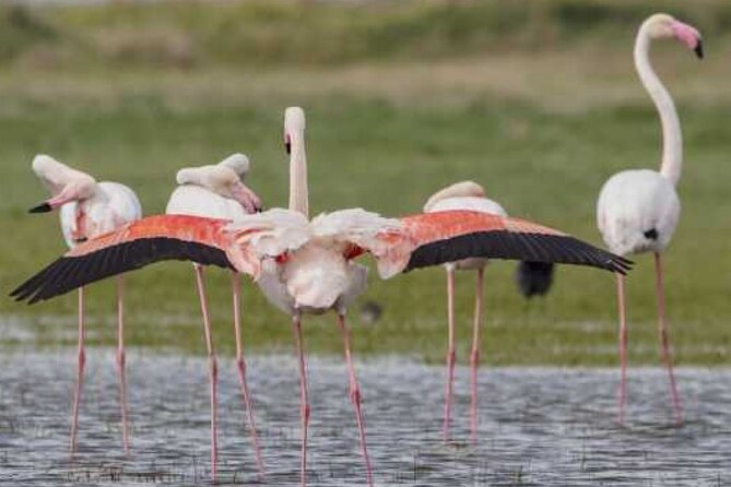 Agadir Camel Rides with Tea Drink & cakes - The Flamingos Question: Why You Should Not Build Your Day on One Bird