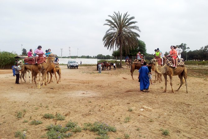 Agadir Camel Riding - Why this Agadir camel ride feels like Morocco, not a theme park