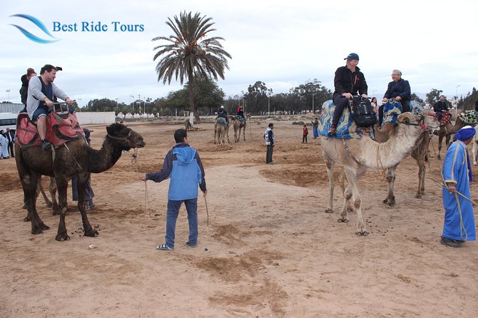 Agadir Camel Riding - The scenery route: dunes, eucalyptus, and the Berber villages vibe